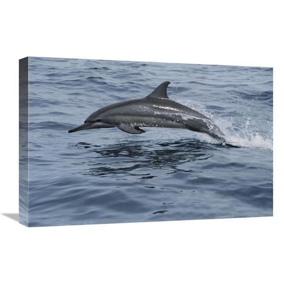 Global Gallery  16 x 24 in. Spinner Dolphin Porpoising Through Water - Bahamas Art Print - Mike Parry