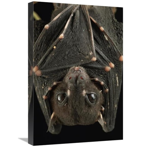 Global Gallery  16 x 24 in. Spotted-Winged Fruit Bat Roosting - Bukit Sarang Conservation Area - Bintulu - Borneo - Malaysia Art Print - Chien Lee