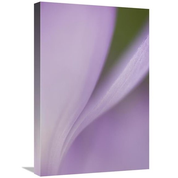 Global Gallery  16 x 24 in. Spring Crocus Detail - Netherlands Art Print - Heike Odermatt