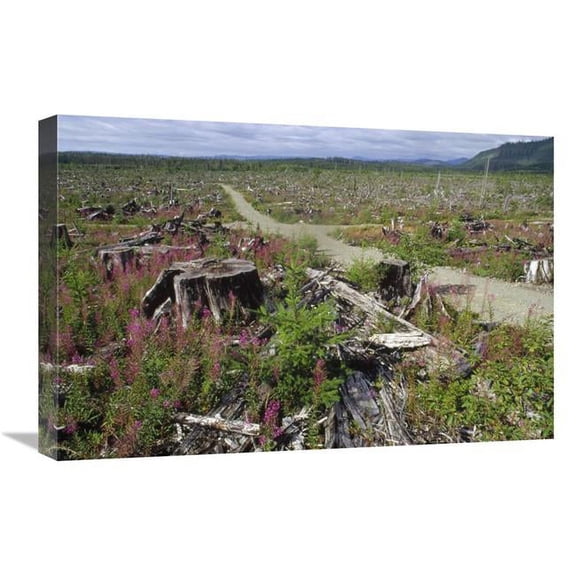 Global Gallery  16 x 24 in. Temperate Rainforest Clear Cutting with Logging Road - Olympic National Forest - Washington Art Print - Gerry Ellis