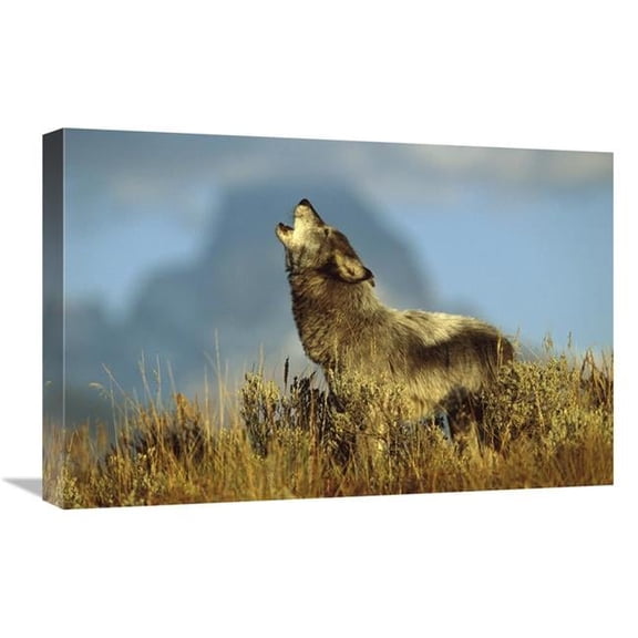 Global Gallery  16 x 24 in. Timber Wolf Adult Howling - Teton Valley - Idaho Art Print - Tom Vezo