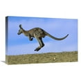 thumbnail image 1 of Global Gallery  16 x 24 in. Wallaroo or Euro Kangaroo Hopping - Sturt National Park - New South Wales - Australia Art Print - Jean-Paul Ferrero, 1 of 1