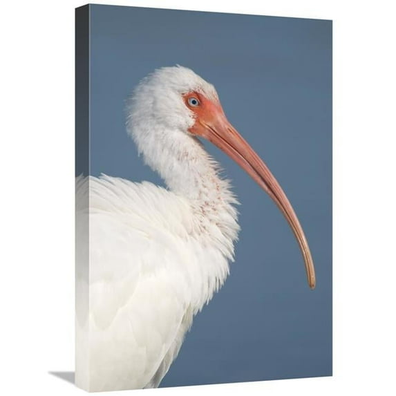 Global Gallery 16 x 24 in. White Ibis - Fort Myers Beach - Florida Art Print - Steve Gettle