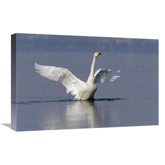 Global Gallery 16 x 24 in. Whooper Swan Flapping Wings - Lake Kussharo-Ko - Hokkaido - Japan Art Print - Konrad Wothe