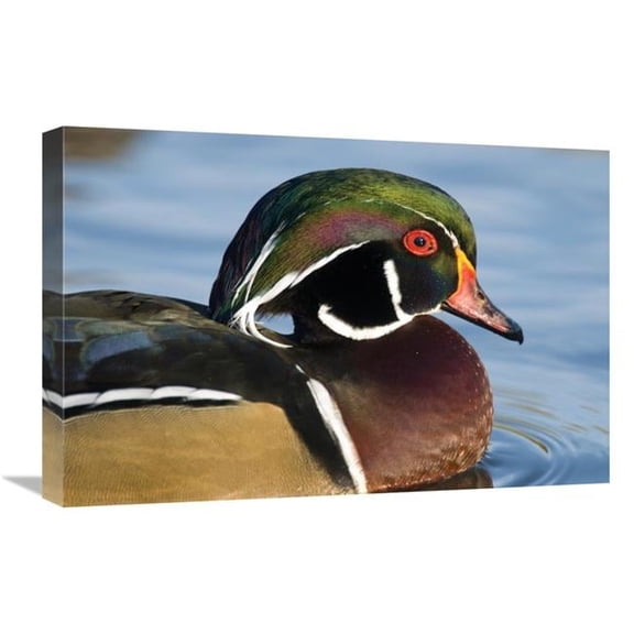 Global Gallery 16 x 24 in. Wood Duck Male in Breeding Plumage - North Chagrin Reservation - Ohio Art Print - Steve Gettle
