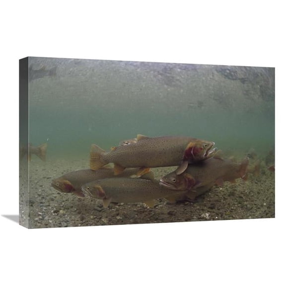 Global Gallery 16 x 24 in. Yellowstone Cutthroat Trout School Swimming in Stream - Idaho Art Print - Michael Quinton