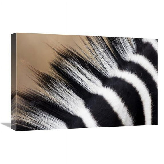 Global Gallery 16 x 24 in. Zebra Mane - Khama Rhino Sanctuary - Serowe - Botswana Art Print - Vincent Grafhorst