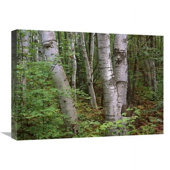 Global Gallery 18 x 24 in. Birch Forest - Pictured Rocks National Lakeshore - Michigan Art Print - Tim Fitzharris