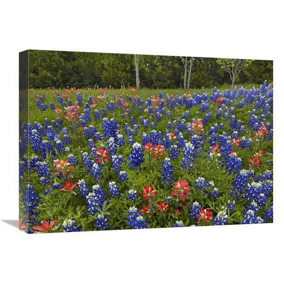 Global Gallery 18 x 24 in. Bluebonnet & Paintbrush Meadow - Cedar Hill State Park - Texas Art Print - Tim Fitzharris