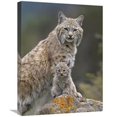 thumbnail image 1 of Global Gallery  18 x 24 in. Bobcat Mother & Kitten, North America Art Print - Tim Fitzharris, 1 of 1