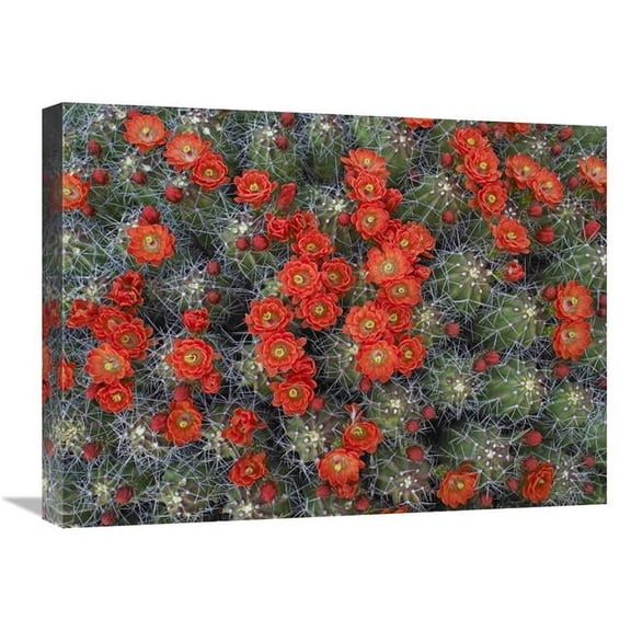 Global Gallery  18 x 24 in. Claret Cup Cactus Detail of Flowers in Bloom - North America Art Print - Tim Fitzharris