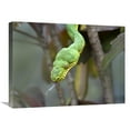 thumbnail image 1 of Global Gallery  18 x 24 in. Emerald Tree Boa in Tree - Costa Rica Art Print - Tim Fitzharris, 1 of 1