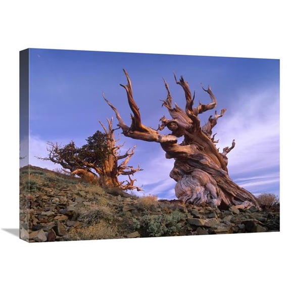 Global Gallery 18 x 24 in. Foxtail Pine Ancient Trees at Schulman Grove - White Mountains - Inyo National Forest - California Art Print - Tim Fitzharris