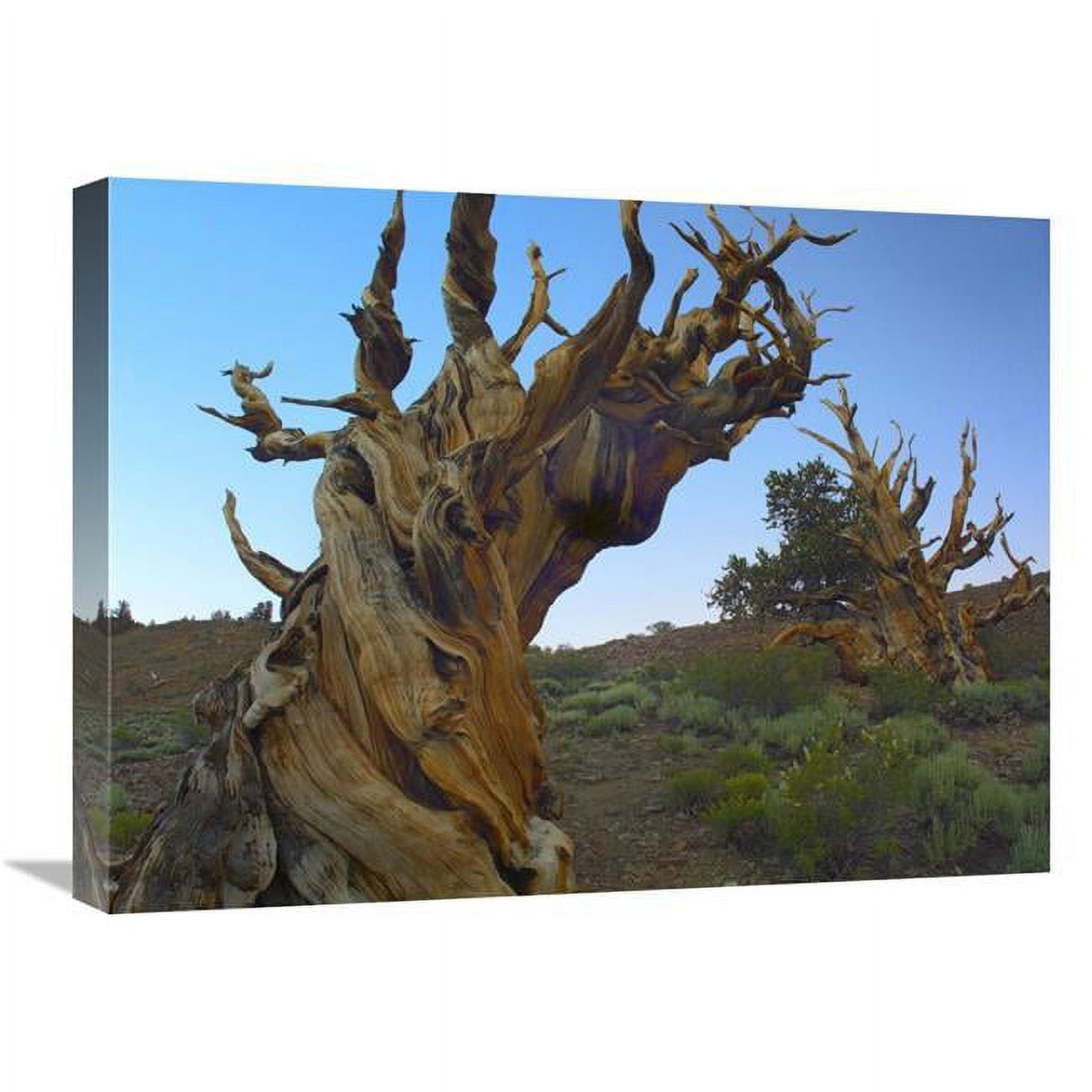 Global Gallery 18 x 24 in. Foxtail Pine Tree, Ancient Trees, Schulman