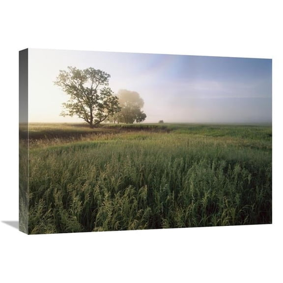 Global Gallery  18 x 24 in. Oak Trees Shrouded in Fog - Tallgrass Prairie in Flint Hills Taken Over By Invasive Great Brome Grass - Kansas Art Print - Tim Fitzharris
