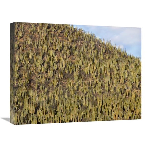 Global Gallery  18 x 24 in. Organ Pipe Cactus Cluster Covering Hillside - Guaymas - Sonora - Mexico Art Print - Tim Fitzharris