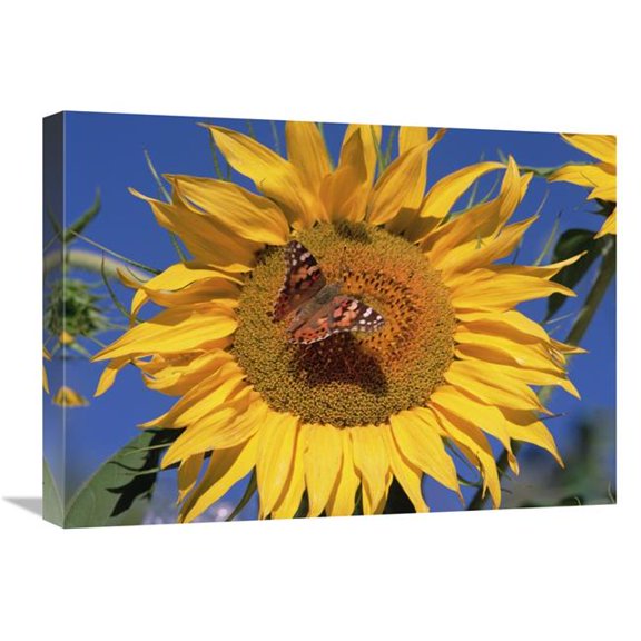 Global Gallery 18 x 24 in. Painted Lady Butterfly on Sunflower - New Mexico Art Print - Tim Fitzharris