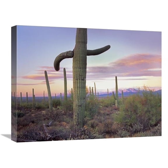Global Gallery 18 x 24 in. Saguaro Cactus Field with Sierrita Mountains in the Background - Saguaro National Park - Arizona Art Print - Tim Fitzharris