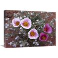 thumbnail image 1 of Global Gallery  18 x 24 in. Sego Lily Group - State Flower of Utah with Bulbous Edible Root - Canyonlands National Park - Utah Art Print - Tim Fitzharris, 1 of 1