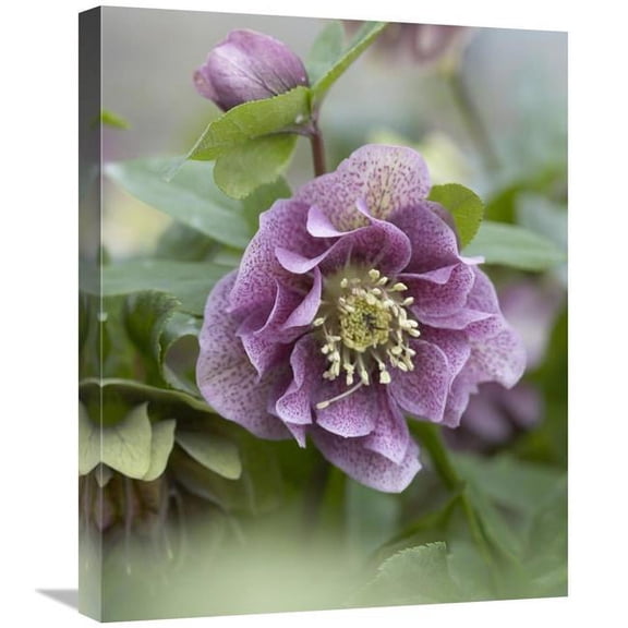 Global Gallery 20 x 24 in. Hellebore Double Spotted Purple Variety Flower Art Print - Visionspictures