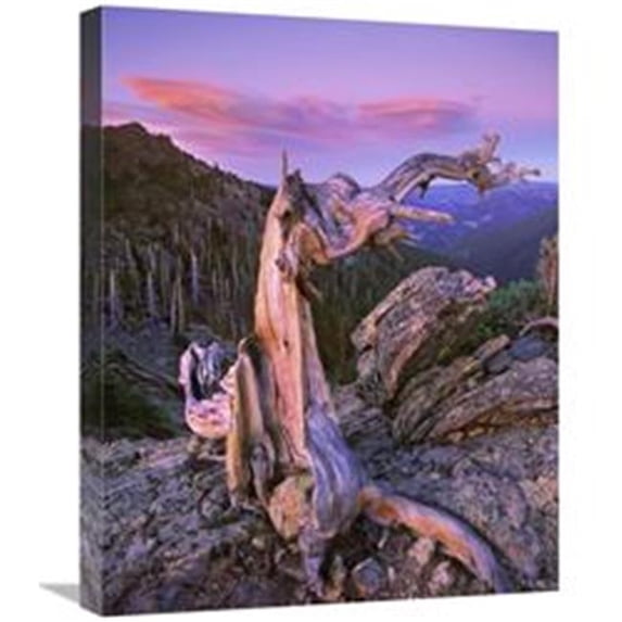 Global Gallery 20 x 24 in. Rocky Mountains Bristlecone Pine Tree Overlooking Forest, Rocky Mountain National Park, Colorado Art Print - Tim Fitzharris