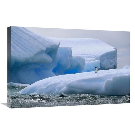 Global Gallery 20 x 30 in. Adelie Penguin on Iceberg - Paulet Island - Weddell Sea - Antarctica Art Print - Tui De Roy