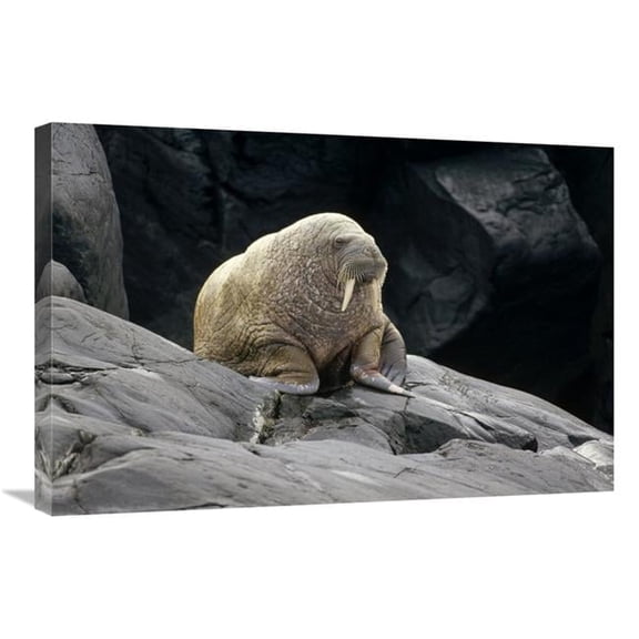 Global Gallery 20 x 30 in. Atlantic Walrus Bull on Rocky Shore - Marble Island - Hudson Bay - Canada Art Print - Tui De Roy