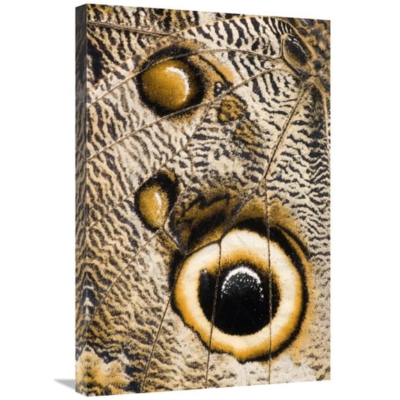 Global Gallery 20 x 30 in. Atreus Owl Butterfly Wing with False Eyespot - Ecuador Art Print - Steve Gettle