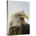 thumbnail image 1 of Global Gallery  20 x 30 in. Bald Eagle Calling - Alaska Art Print - Michael Quinton, 1 of 1