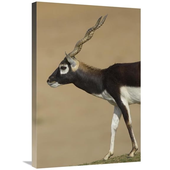 Global Gallery 20 x 30 in. Blackbuck Adult - Native to India Art Print - San Diego Zoo