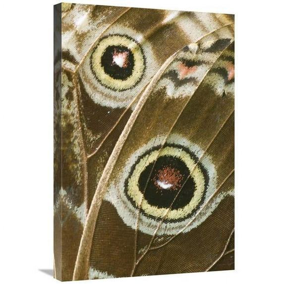 Global Gallery 20 x 30 in. Blue Morpho Butterfly Wing with False Eyespots - Ecuador Art Print - Steve Gettle