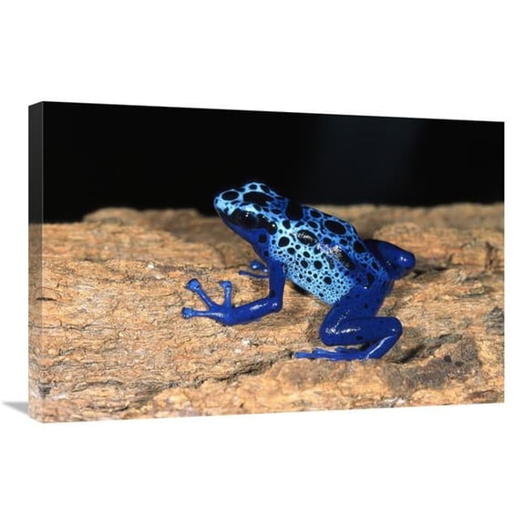 Global Gallery  20 x 30 in. Blue Poison Dart Frog - Very Tiny Poisonous Frog - Native to South America Art Print - San Diego Zoo