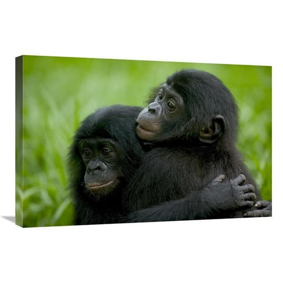 Global Gallery 20 x 30 in. Bonobo Pair of Orphans Hugging - Sanctuary Lola Ya Bonobo - Democratic Republic of the Congo Art Print - Cyril Ruoso