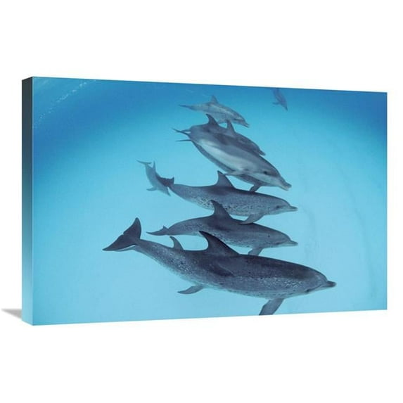 Global Gallery 20 x 30 in. Bottlenose Dolphin Swimming with Pod of Atlantic Spotted Dolphins - Bahamas Art Print - Flip Nicklin