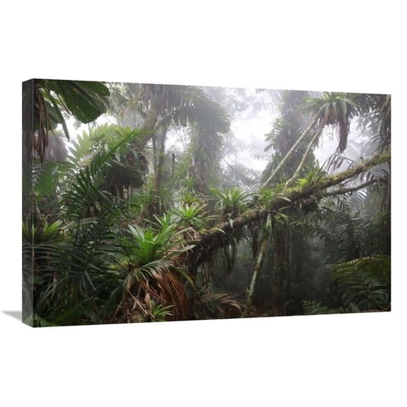 Global Gallery 20 x 30 in. Bromeliad & Tree Fern At 1600 Meters Altitude in Tropical Rainforest - Sierra Nevada De Santa Marta National Park - Colombia Art Print - Cyril Ruoso