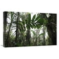 thumbnail image 1 of Global Gallery 20 x 30 in. Bromeliad & Tree Fern At 1600 Meters Altitude in Tropical Rainforest - Sierra Nevada De Santa Marta National Park - Colombia Art Print - Cyril Ruoso, 1 of 1