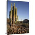 thumbnail image 1 of Global Gallery  20 x 30 in. Cardon Cacti in Dry Arroyo - Sea of Cortez - Baja California - Mexico Art Print - Tui De Roy, 1 of 1