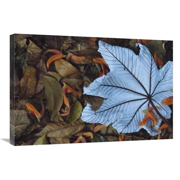 Global Gallery 20 x 30 in. Cecropia Leaf Atop Lobster Claw Petals on Tropical Rainforest Floor - Mesoamerica Art Print - Gerry Ellis
