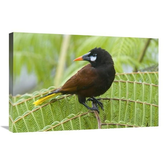 Global Gallery 20 x 30 in. Chestnut-Headed Oropendola - Costa Rica Art Print - Steve Gettle