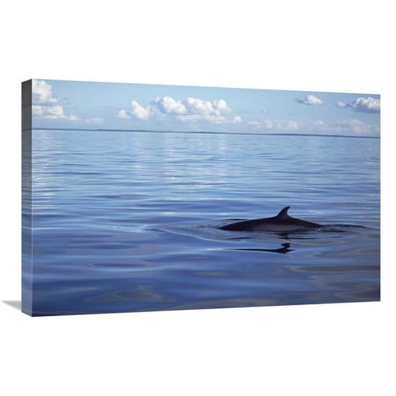 Global Gallery 20 x 30 in. Common Minke Whale Dorsal Fin - San Juan Islands - Washington Art Print - Flip Nicklin