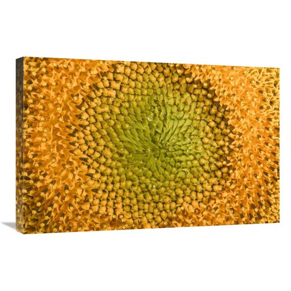 Global Gallery  20 x 30 in. Common Sunflower Close Up Showing Anthers Covered with Pollen - Bourgogne - France Art Print - Cyril Ruoso