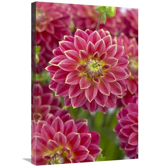 Global Gallery  20 x 30 in. Dahlia Optimist Variety Flowers Art Print - Visionspictures