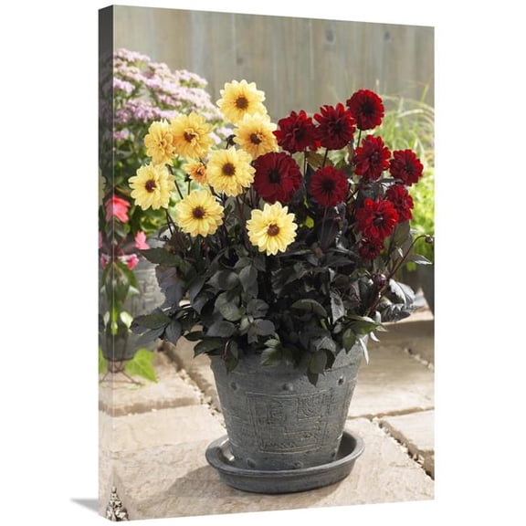 Global Gallery  20 x 30 in. Dahlia Yellow Chic & Chic En Rouge Varieties Flowers Art Print - Visionspictures