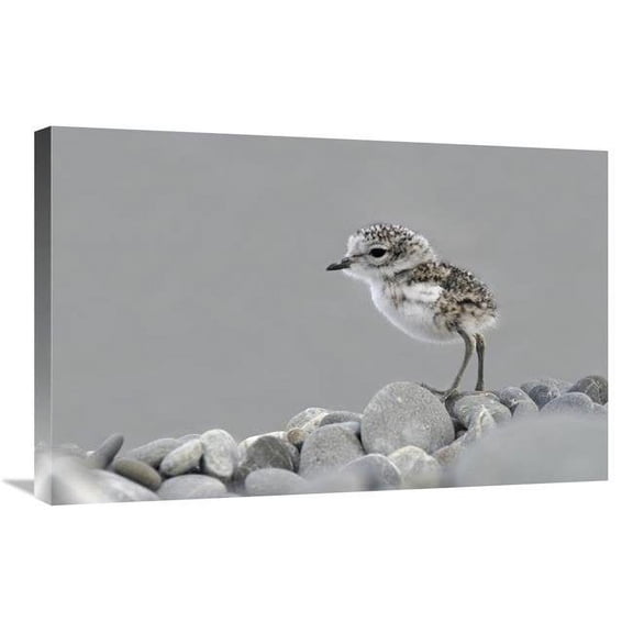 Global Gallery 20 x 30 in. Double-Banded Plover Newly Hatched Chick - Lake Ellesmere - New Zealand Art Print - Jonathan Harrod