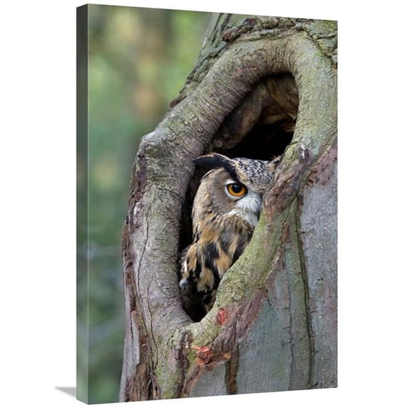 Global Gallery 20 x 30 in. Eurasian Eagle-Owl Looking Out From A Tree Cavity - Netherlands Art Print - Rob Reijnen