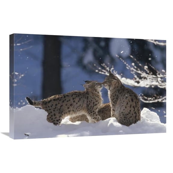 Global Gallery 20 x 30 in. Eurasian Lynx Pair Touching Noses - Bayerischer Wald NP - Germany Art Print - Konrad Wothe