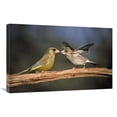 thumbnail image 1 of Global Gallery  20 x 30 in. European Greenfinch Male & Female - Europe Art Print - Duncan Usher, 1 of 1