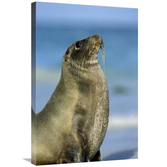 Global Gallery 20 x 30 in. Galapagos Sea Lion Female on Coral Beach - Galapagos Islands - Ecuador Art Print - Tui De Roy