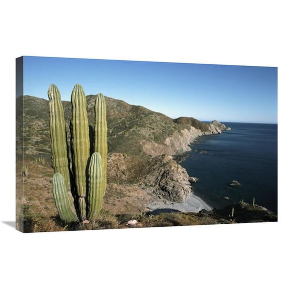 Global Gallery 20 x 30 in. Giant Cardon Cactus - Santa Catalina Island - Sea of Cortez - Baja California - Mexico Art Print - Tui De Roy