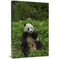 thumbnail image 1 of Global Gallery  20 x 30 in. Giant Panda Sitting in Vegetation Eating Bamboo - Wolong Nature Reserve - China Art Print - Pete Oxford, 1 of 1